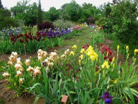 /album/galerie-de-photos-floraisons/jardin-2014-094b-comp-jpg/